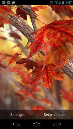 Autumn Tree Live Wallpaper