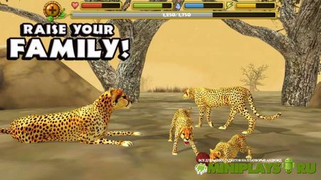 Cheetah Simulator