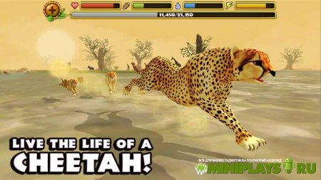 Cheetah Simulator