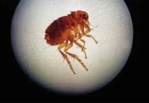 Эффективные способы быстрого избавления от блох в доме