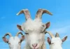 Goat Simulator 3 (Симулятор козла 3)