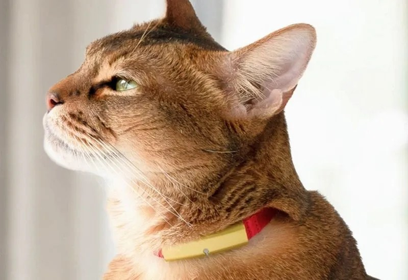 Итоги 2025 года: носимые устройства