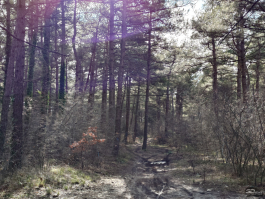 Обзор смартфона Sony Xperia 1 VII: на последнем дыхании