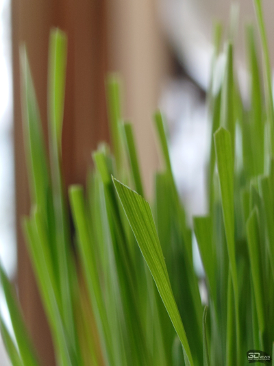 Обзор смартфона Sony Xperia 1 VII: на последнем дыхании