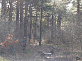 Обзор смартфона Sony Xperia 1 VII: на последнем дыхании